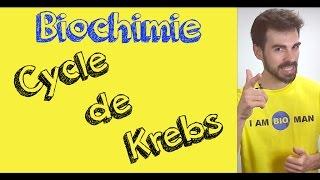 Cours de biochimie: cycle de Krebs