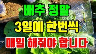 배추 무름병예방을 위한 웃거름종류, 매일해야할것