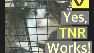 Does TNR Work ? Trap neuter return arguments...Trapping feral cats