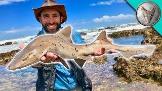 Catching a SHARK by HAND!