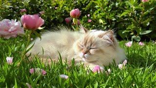 (No Ads) Cat Relaxing Music | Peaceful Harp & Purring Sounds to Soothe Your Feline 