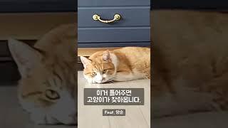 [400만]고양이 부르는 소리 2탄 (cat calling)