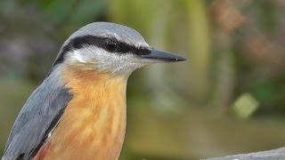 Nuthatch Bird Song and Nature Sounds - Birds Singing - One Hour of Beautiful Nuthatches