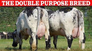 ⭕ GIROLANDO THE DOUBLE PURPOSE BREED, BEST ADAPTED TO THE LOW AND MIDDLE TROPICS   Dairy Cow