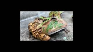 アマゾンツノガエル　Surinam Horned frog　Ceratophrys cornuta　#shorts #shortsvideo