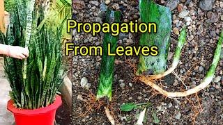 How To Propagate Snake Plants From Leaves.#Snakeplant