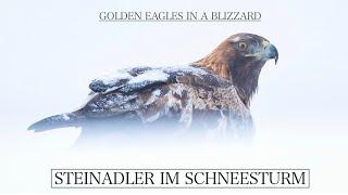 Golden Eagles in a Blizzard | Steinadler im Schneesturm