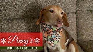 Rescue Dog Gets A New Bandana - Penny the Doxle #cutedogs