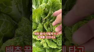 배추 동해 피해, 너무 추우면 꼭 배추를 이렇게 해 주세요 #배추재배