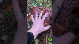 Білі гриби карпат