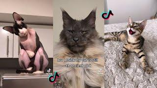 This is Supposed to Remind Cat of How They were Worshiped in Ancient Egypt | Tiktok Cat Compilation