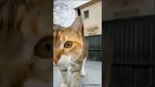 kelakuan random hewan #funnyvideo #meme #animals #shorts