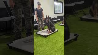 Malinois vs Doberman vs German shepherd