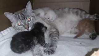 Mom and Kitties (I NEED NAMES!!!!)