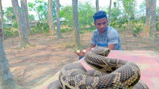 Anaconda Snake In Real Life - HD Video 3