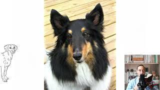 Shetland Sheepdog. Temperament, price, how to choose, facts, care, history