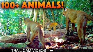 Wildlife Trail Camera Video Captures 46 Species Jungle Animals (2024)