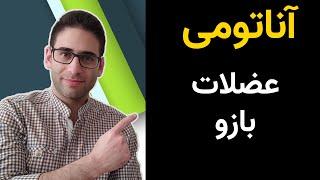 آناتومی عضلات بازو