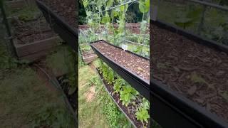 Growing Vertical using Hanging Window Boxes Attached to Cattle Panel Trellises