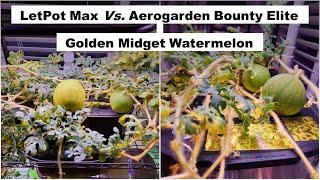 LetPot Max vs Aerogarden Bounty Elite | Golden Midget Watermelon | Hydroponics | Gardening