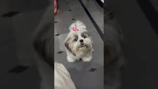 Shih tzu puppy barking  #shorts #shihtzu #sounds