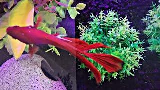 HOW TO TURN A FISH TANK INTO A PLANTER | AQUARIUM