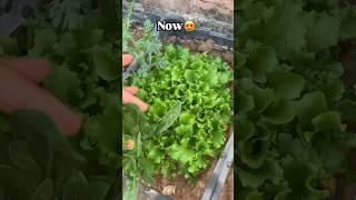 My lettuce update which i grow from seeds subscribe for more videos #youtubeshorts #shorts #lettuce