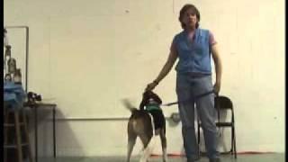 Dog & Human Training by Sue Sternberg