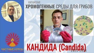 Обзор хромогенной среды для грибов Кандида (Candida) производства Китай (2023-2024)