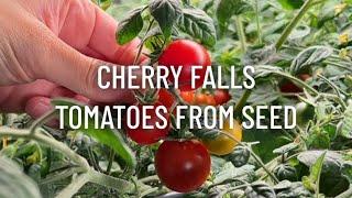 Cherry Falls Tomatoes from Seed Indoors