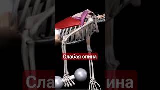 Слабые широчайшие 100 лет назад