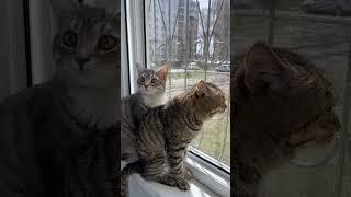 #cat #веселыекоты #марсик #тимоша 