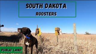 Pheasant Hunting with Pointing Dogs (GREAT DOG WORK)