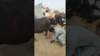 Good morning Geys Plz Like and Subscribe#funny #comedy#funnycomedy #umarbhai#trendingreels#ytshorts