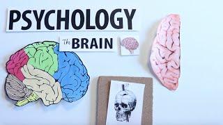 AP Psychology- The Human Brain