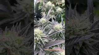 CULTIVO ESQUEJES KORENJI en su DÍA 46 desde CAMBIO 12-12 #shorts