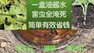 【防虫除虫】最简单有效省钱油酱水｜一盒杀尽菜苗杀手西瓜虫蠼螋鼻涕虫