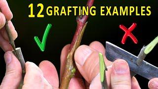 Choosing the BEST GRAFTING TECHNIQUE for each situation | GRAFTING FRUIT TREES