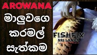 Arowana Fish Gill Curl and Cosmatic Surgery HD FishFix SriLanka