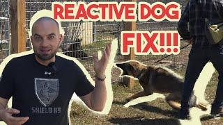 Crazy Reactive German Shepherd Training