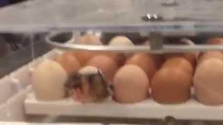 Chick hatches at Topeka Library