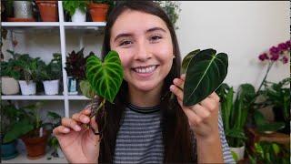 Houseplants Imported From Japan Unboxing