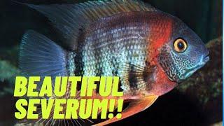 ABSOLUTELY BEAUTIFUL SEVERUM CICHLID: All About Severum cichlids Care Guide