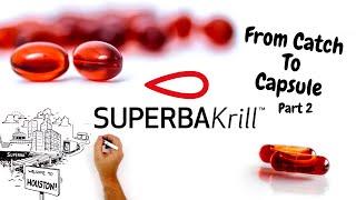 Superba Krill from Catch to Capsule | Part 2