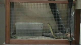 Northern Water Snake vs Bullfrog(s)