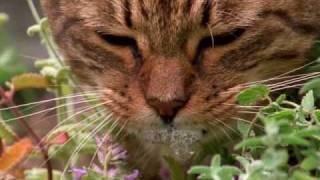 How catnip gets cats high