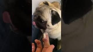 How to Clean Your Dog’s Teeth with Animigo's 3-in-1 Dental Care Kit!