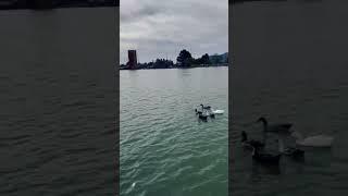 DUCKS at ASCARATE LAKE #riograndedosul #elpaso #duck #texas #shorts #youtubeshorts #water #swimming