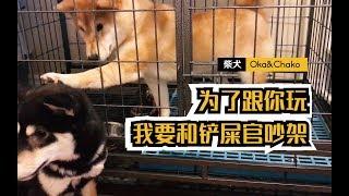 柴犬跟鏟屎官吵架，急的說起了人話！居然是為了她？