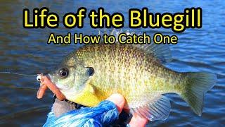 Life of the Bluegill and How to Fish for Bluegill